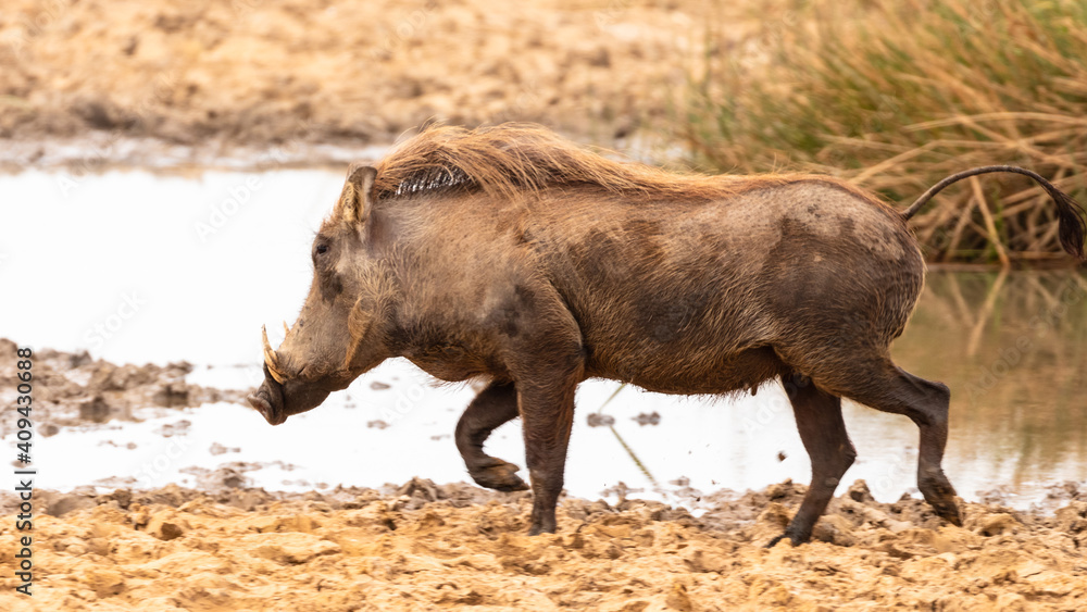 Single african warthog in swamp in Mauritania Single african warthog in swamp in Mauritania