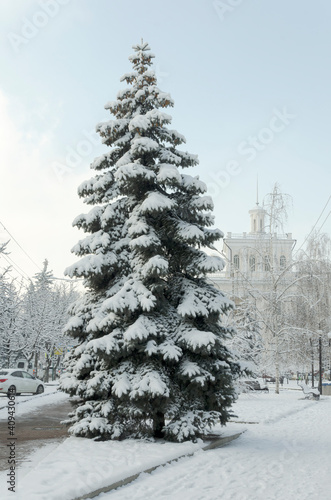 one snow-covered tree