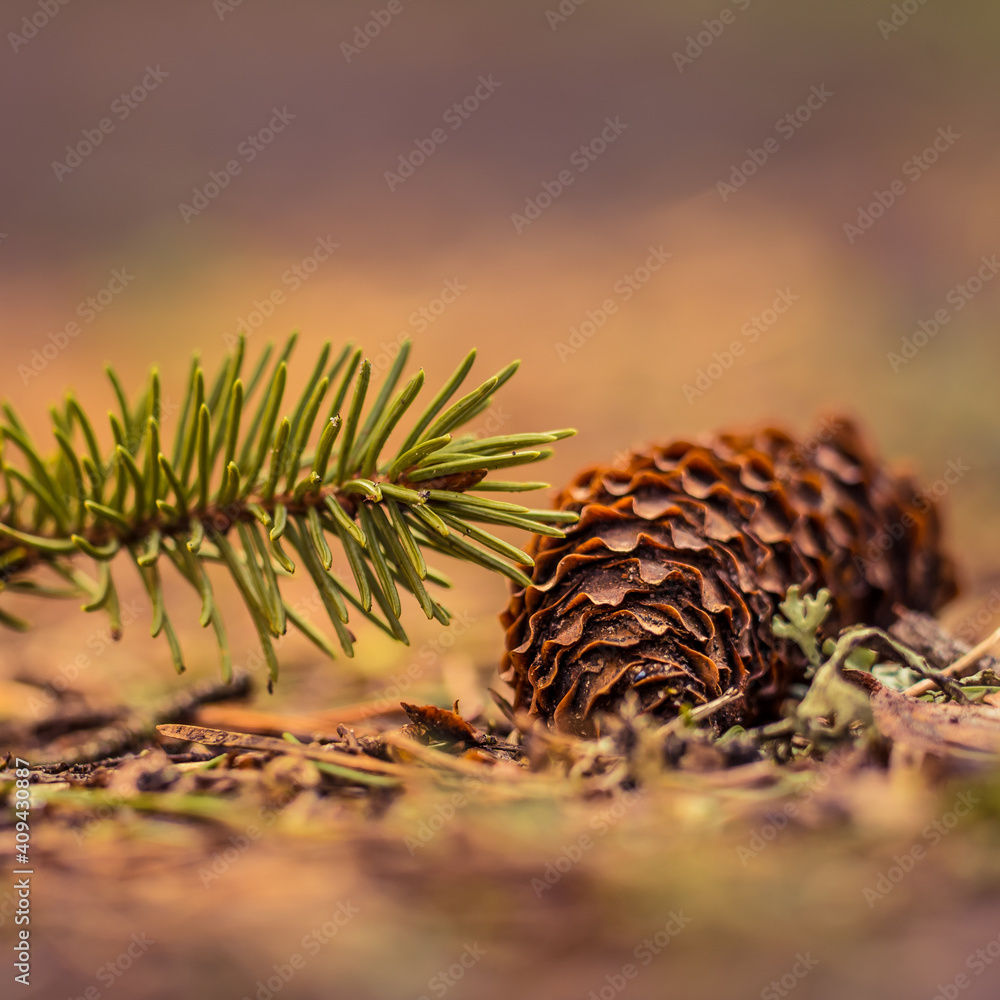 A beautiful conifer tree in the spring. Spikes and branches of spruce tree. Natural scenery of Northern Europe. A beautiful conifer tree in the spring. Spikes and branches of spruce tree. Natural scenery of Northern Europe.