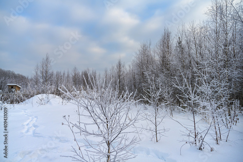 In winter, in the forest on the outskirts of the village after a heavy snowfall. Frosty winter day with soft blue sky and white soft clouds. Gentle pastel colors photo, Ural (Russia)  © olgaS