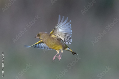 Close up view of a greenfinch in flight © Mark Hunter