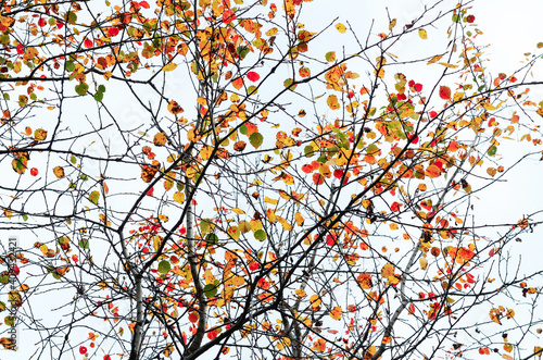 foto autunno foglie albero 