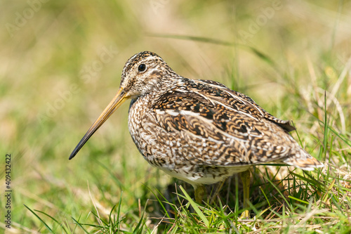 The Magellanic Snipe (Gallinago magellanica)