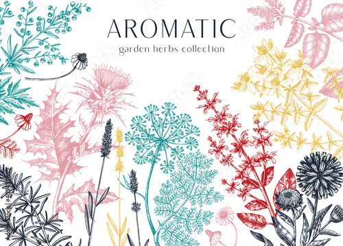 Hand-drawn herbal plants banner. Decorative background with vintage medicinal plants, flowers, herbs. 