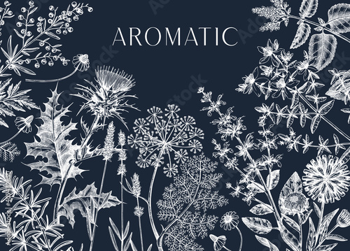 Hand-drawn herbal plants banner on chalkboard. Decorative background with vintage medicinal plants, flowers, herbs. 