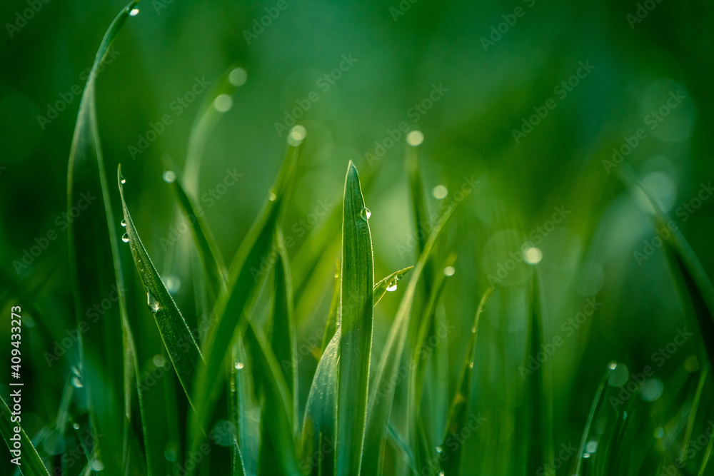 Obraz premium Wet grass in the spring. Rural sceney of a green field. Water droplets on the grass spikes. Closeup of the grass in spring.