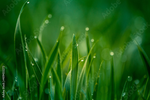 Wet grass in the spring. Rural sceney of a green field. Water droplets on the grass spikes. Closeup of the grass in spring.