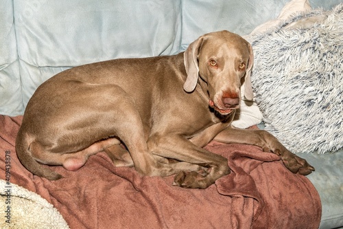 weimaraner dog lies dreamily on the couch. A very sleepy weimaraner dog lays on a fleece blanket on top of a couch.