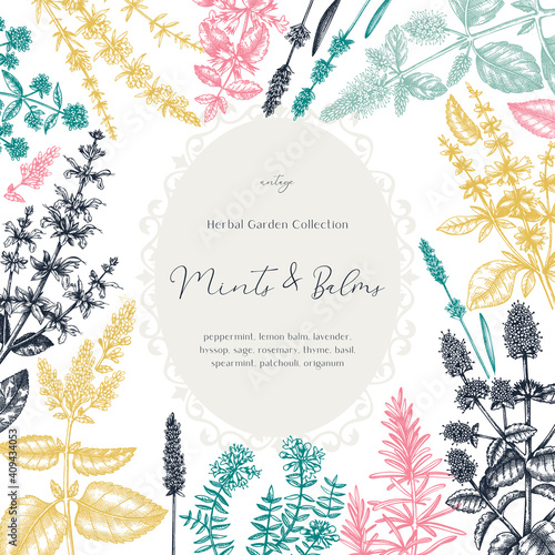 Mints and balms vintage design in color. Hand sketched aromatic and medicinal herbs frame. Mint plants frame in vintage style. Perfect for herbal tea ingredients, recipe, label, packaging.