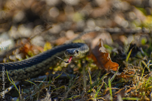 snake in the grass © Ariel