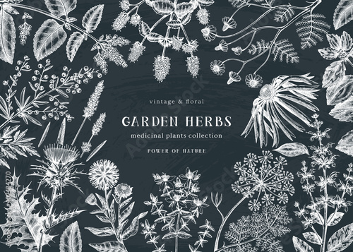 Medicinal herbs background on a chalkboard. Hand sketched summer florals, herbs, weeds, and meadows design. Vintage plant illustration. 