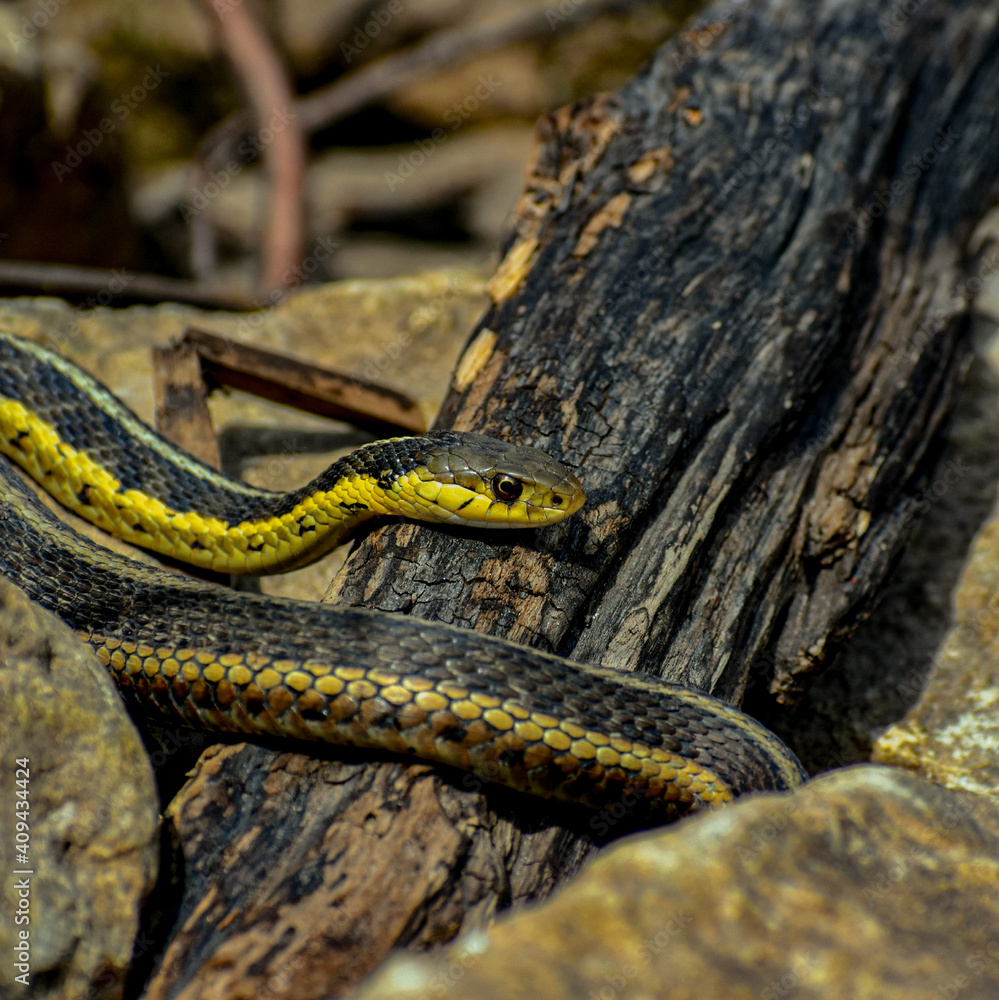 snake resring on a branch snake resring on a branch