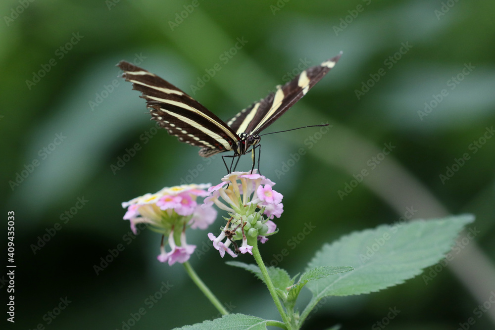 beautiful black butterfly with bright spots on a pink flower and a green background