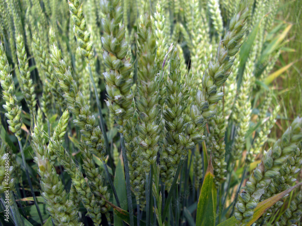 Fototapeta Agriculture, champ de blé