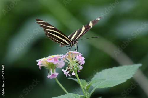 beautiful black butterfly with bright spots on a pink flower and a green background