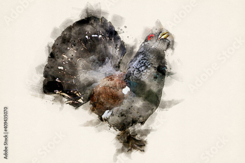 Capercaillie, male wood grouse, a black forest bird. Watercolor Illustration.