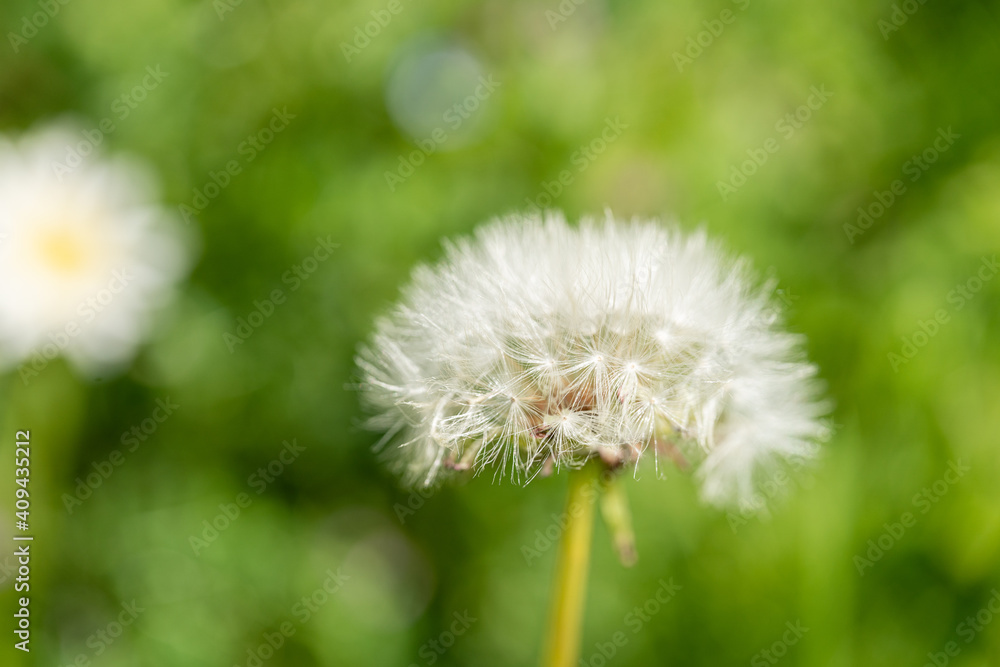 Fototapeta premium タンポポ 接写 