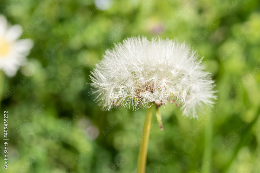 Fototapeta premium タンポポ 接写 