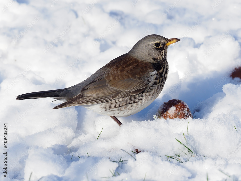 Fieldfare, Turdus pilaris