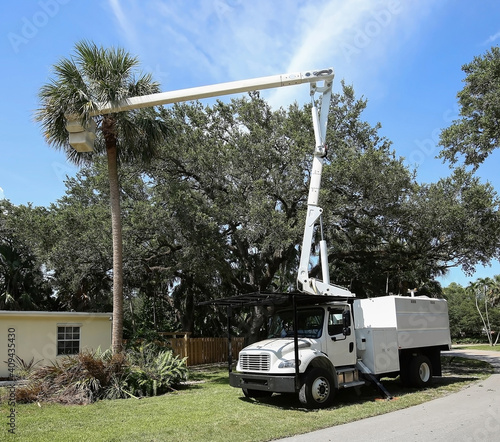 Bucket truck and arborist works at thinning out a cabbage palm tree fronds prior to hurricane season in Florida.