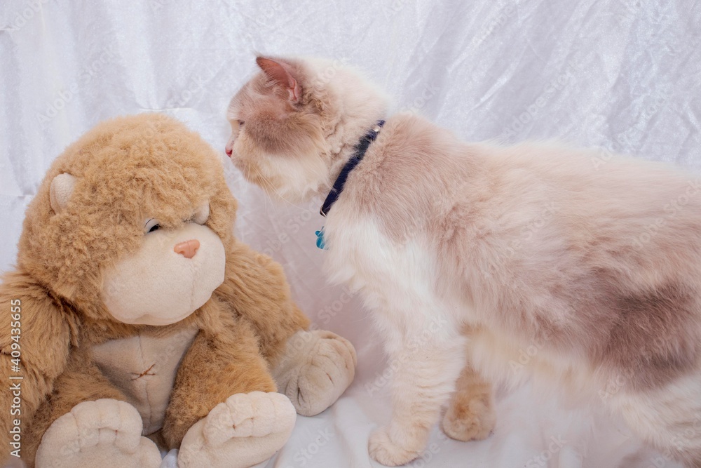 cat and kingkong doll cat and kingkong doll
