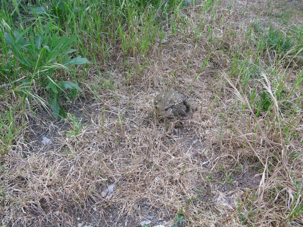 Obraz premium Crapaud commun