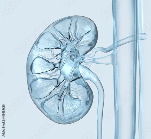 Human kidney cross section, colorful x-ray style, medically 3D illustration photo