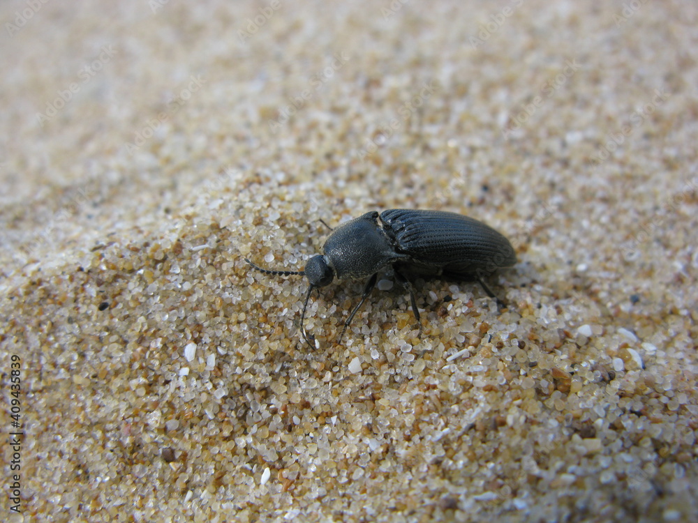 Ténébrion triste sur le sable d'une plage Ténébrion triste sur le sable d'une plage