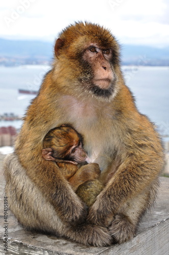 Mother monkey holding cute ape cub and feeding it. Macaque family in wild nature. Two primate animals mum and baby together looking like Madonna pose © Ninel