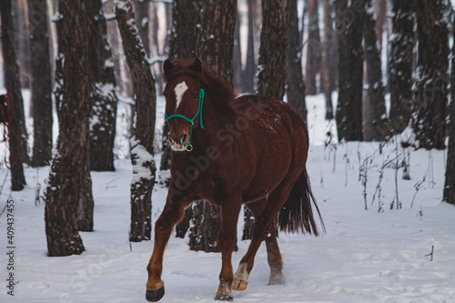 horse in winter © София Семиряжко