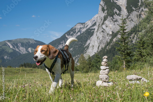 Laufender Beagle photo