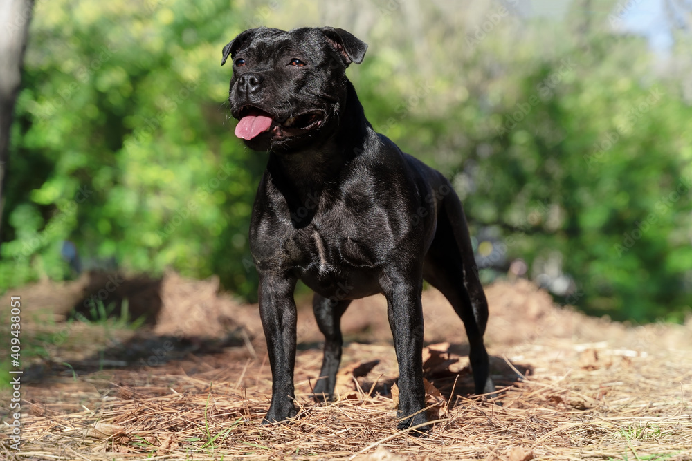 Beautiful dog of Staffordshire Bull Terrier breed, black color, smiling face, tongue out, proud look, standing on park background. Outdoors, copy space.