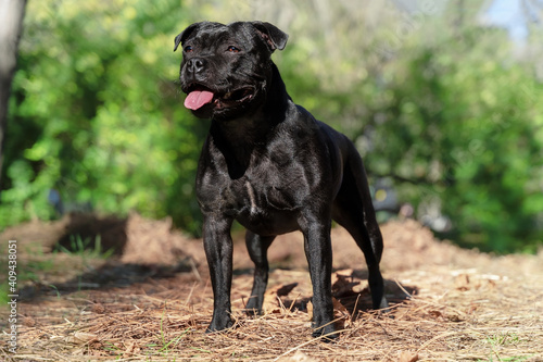 Beautiful dog of Staffordshire Bull Terrier breed, black color, smiling face, tongue out, proud look, standing on park background. Outdoors, copy space.