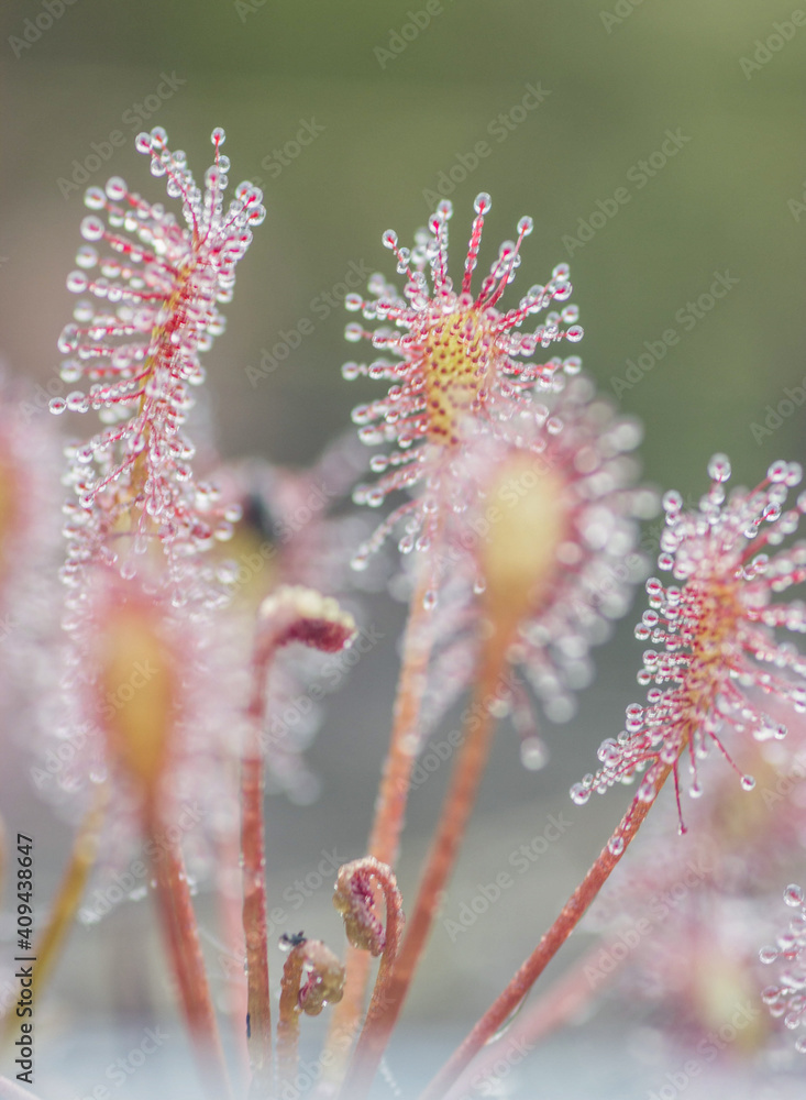 Sundew,drosera intermedia