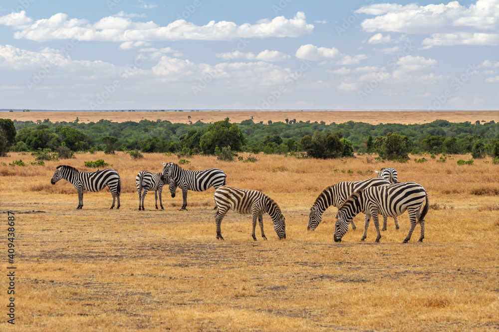 Fototapeta premium Zebra herd graze dry yellow grass on African savannah. Ol Pejeta Conservancy, Kenya, Africa. Common plains zebras ( Equus quagga) seen on African safari