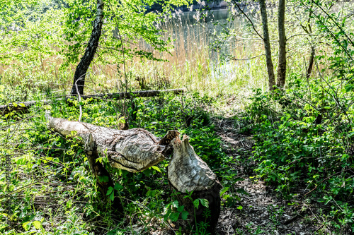 A tree felled by a beaver near a forest river, selective focus.  nature reserve. Natural habitat of beavers. Beaver huts in a nature reserve Harderbos in Zeewolde, the Netherlands. photo