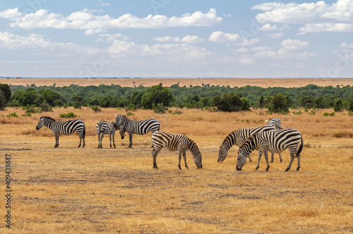 Zebra herd graze dry yellow grass on African savannah. Ol Pejeta Conservancy  Kenya  Africa. Common plains zebras   Equus quagga  seen on African safari