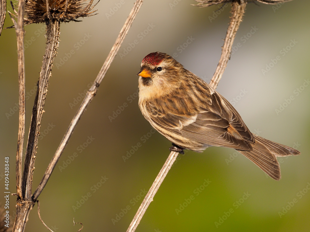 Fototapeta premium Lesser redpoll, Acanthis cabaret