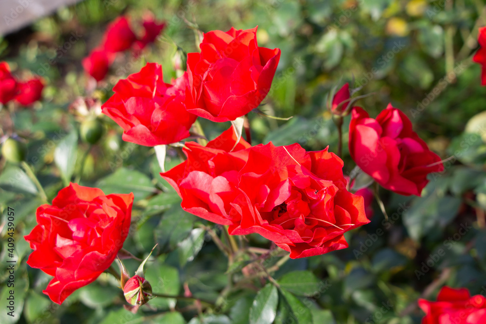 Close-up of scarlet roses in a city park for Valentine's Day