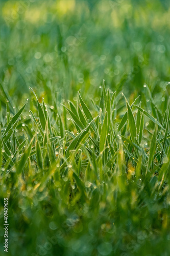 Wet grass in the spring. Rural sceney of a green field. Water droplets on the grass spikes. Closeup of the grass in spring.