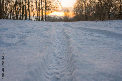 Freeze landscape of the forest during the sunset. Trees are highlighted by the sunlight.