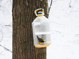 Birds feeding in winter, hand made bird feeder made of plastic bottle. Helping Great Tits in cold.
