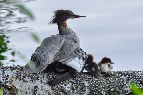 Merganser with ducklings. Chelyabinsk region, lake Terenkul.