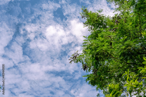 The Sky and The Lush Green  Landscape  Greenery  leaves  branch