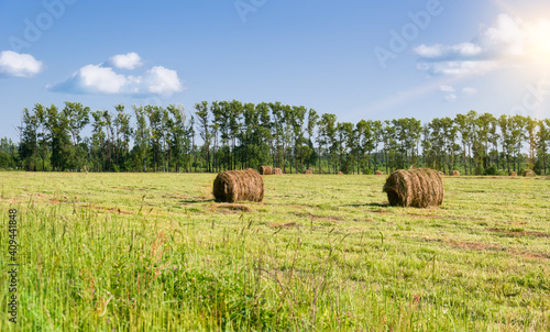 Making hay in rolls in summer in Russia.