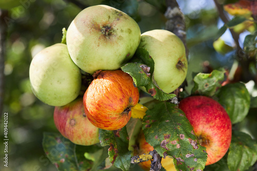 Apple tree fruits and leaves infected by Alternaria mali desease. Orchard problems  photo