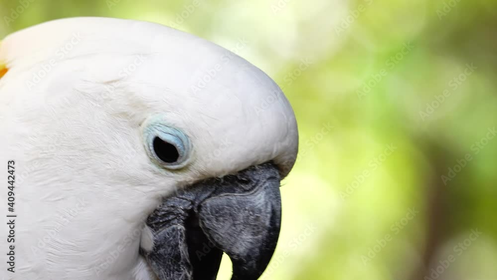 4K White parrot cockatoo clicking beak and looking into camera. Close up cockatoo parrot in wild nature 4K White parrot cockatoo clicking beak and looking into camera. Close up cockatoo parrot in wild nature