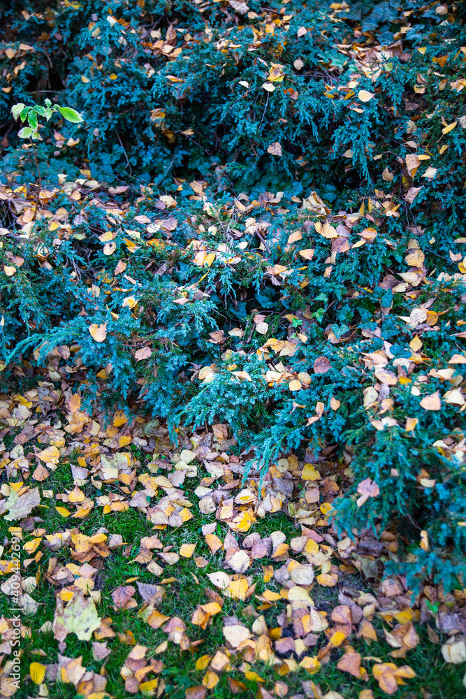 Green bushes and lawn covered with fallen autumn leaves.