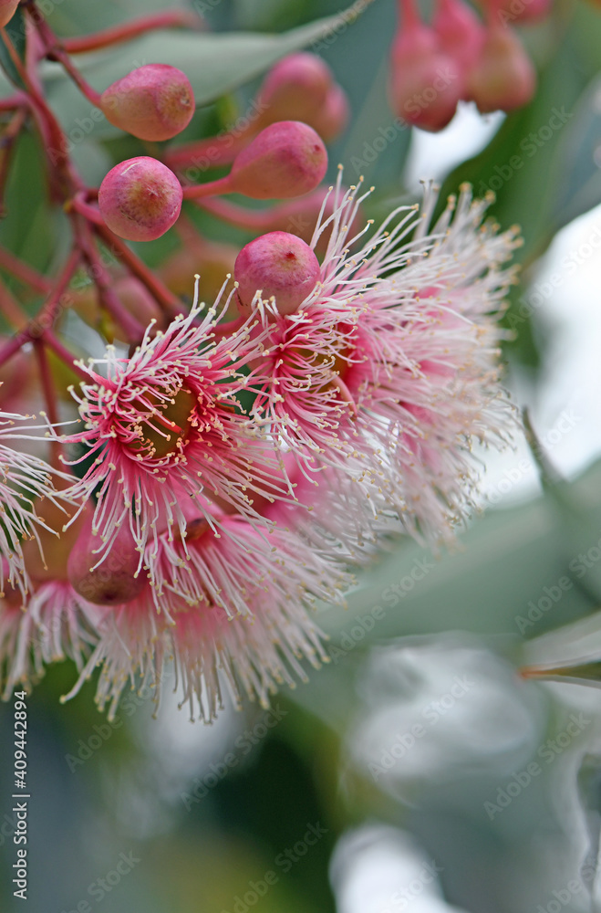 Pink and white blossoms and buds of the Australian native gum tree Corymbia Fairy  Floss, family Myrtaceae. Grafted cultivar of Corymbia ficifolia which is  endemic to Western Australia Stock Photo | Adobe