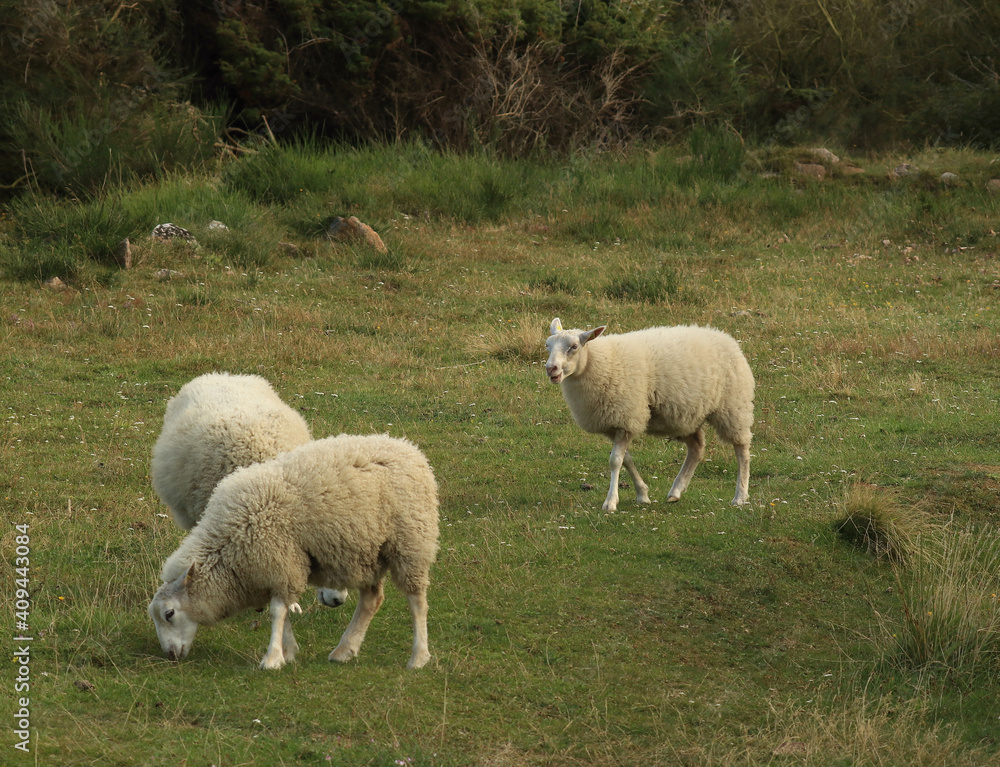 sheep grazing freely on the shore of the Baltic Sea on the island of Bornholm sheep grazing freely on the shore of the Baltic Sea on the island of Bornholm